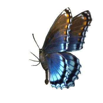 Papillon