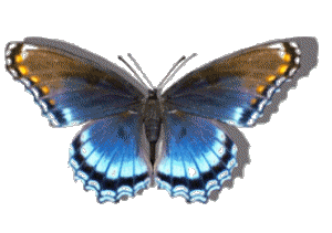 Papillon